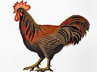http://www.embroiderydesignsfreedownload.com/2017/11/red-rooster-free-machine-embroidery.html